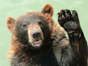 bear_waving_bear_252005_l