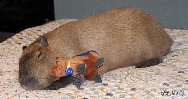 Gary-Capybara-640x337