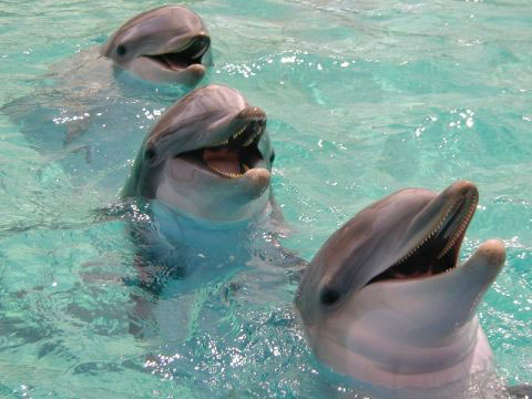 dolphin-1