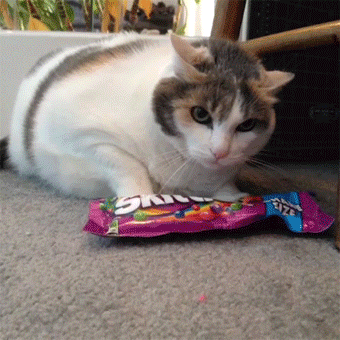 Random Cute Cat Pic