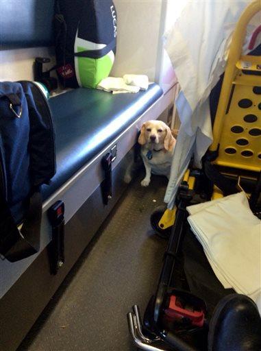 Ambulance Ride Dog