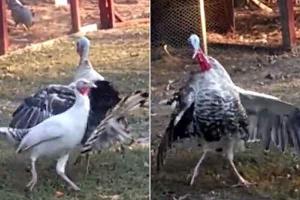 1117-dizzy-turkey