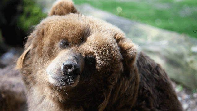 Bear eats pies